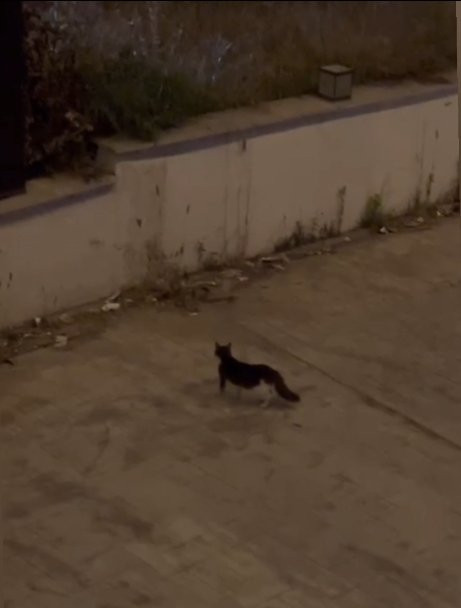 İstanbul’da yılan paniği: 7 ilçe diken üstünde! İhbarlar artırıyor: Ev, işyeri, sokaklar…