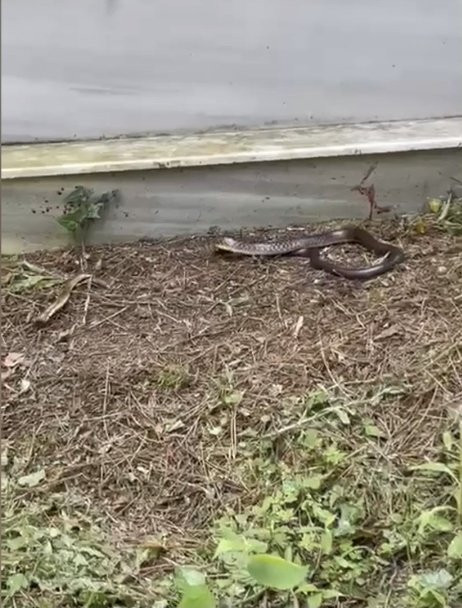 İstanbul’da yılan paniği: 7 ilçe diken üstünde! İhbarlar artırıyor: Ev, işyeri, sokaklar…