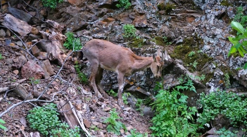 Erzincan’da yaban keçileri kameraya yakalandı