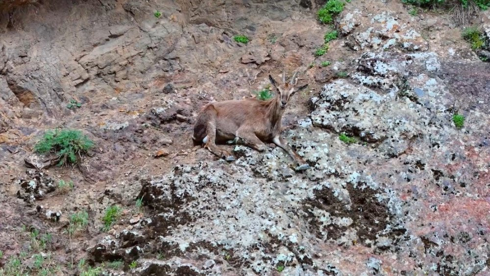 Erzincan’da yaban keçileri kameraya yakalandı