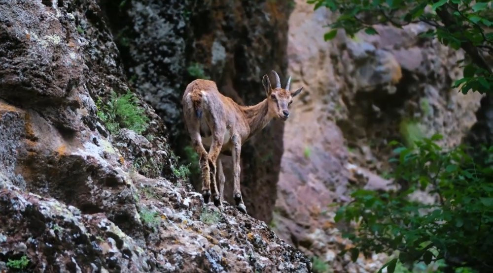 Erzincan’da yaban keçileri kameraya yakalandı