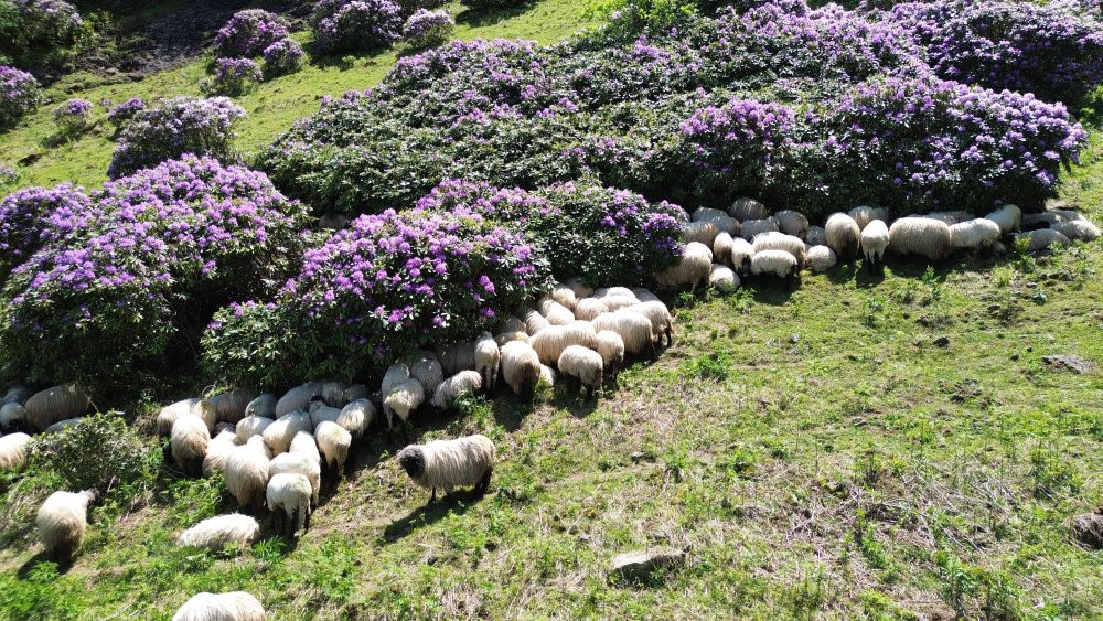 4 mevsim yaylalar! Öğretmenin dron hikâyesi
