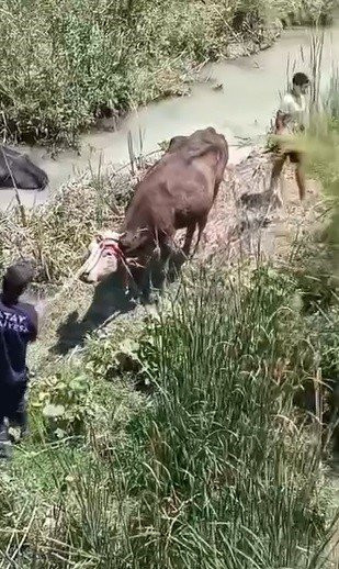 Dere yatağında operasyon! Bataklığa saplanan hayvanlar böyle kurtarıldı