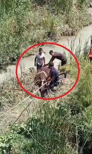Dere yatağında operasyon! Bataklığa saplanan hayvanlar böyle kurtarıldı