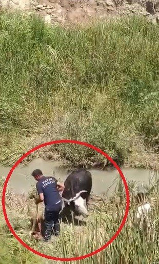 Dere yatağında operasyon! Bataklığa saplanan hayvanlar böyle kurtarıldı