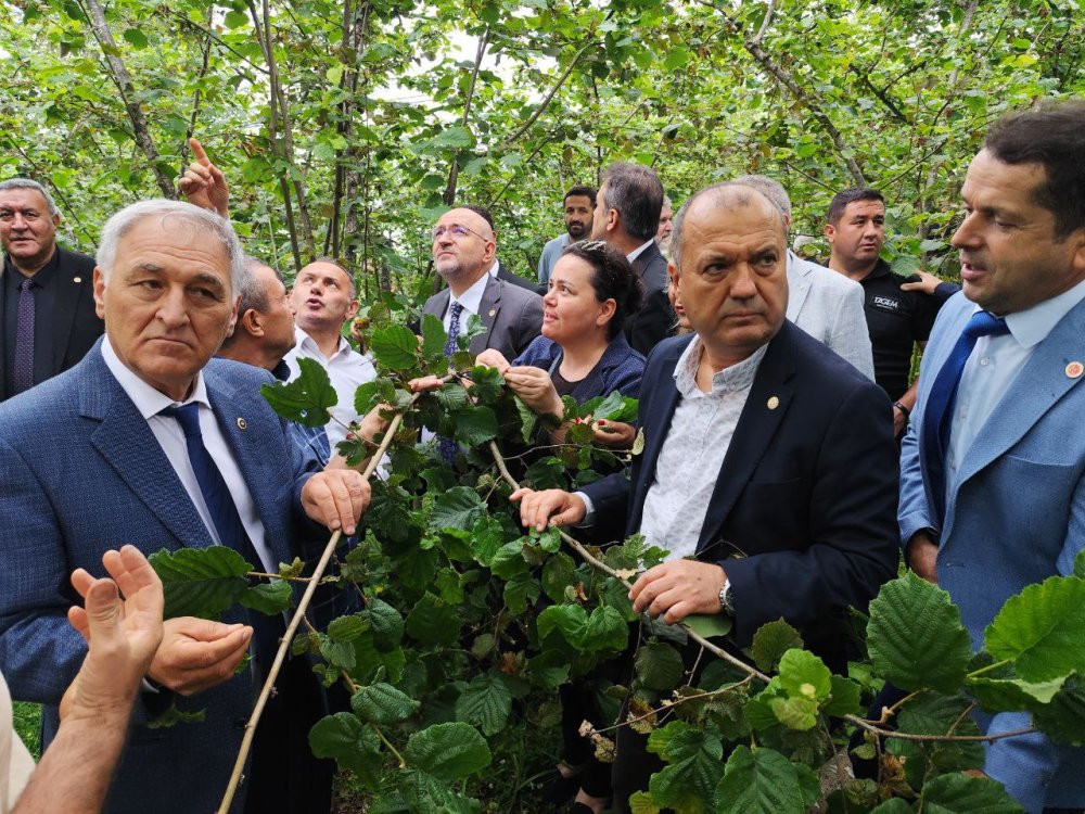 TBMM, Giresun’daki zirai don hasarını yerinde gördü