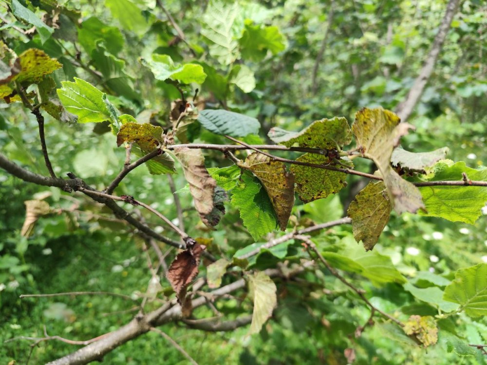 TBMM, Giresun’daki zirai don hasarını yerinde gördü