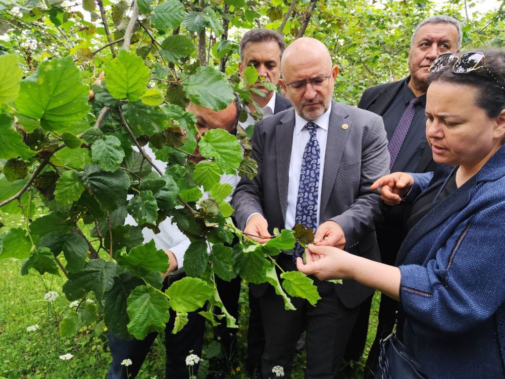 TBMM, Giresun’daki zirai don hasarını yerinde gördü