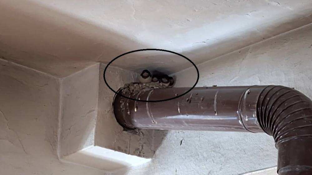 Kırlangıç ailesinin yuvası kahvehane oldu! O anlar yürekleri ısıttı