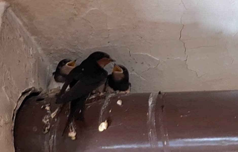 Kırlangıç ailesinin yuvası kahvehane oldu! O anlar yürekleri ısıttı