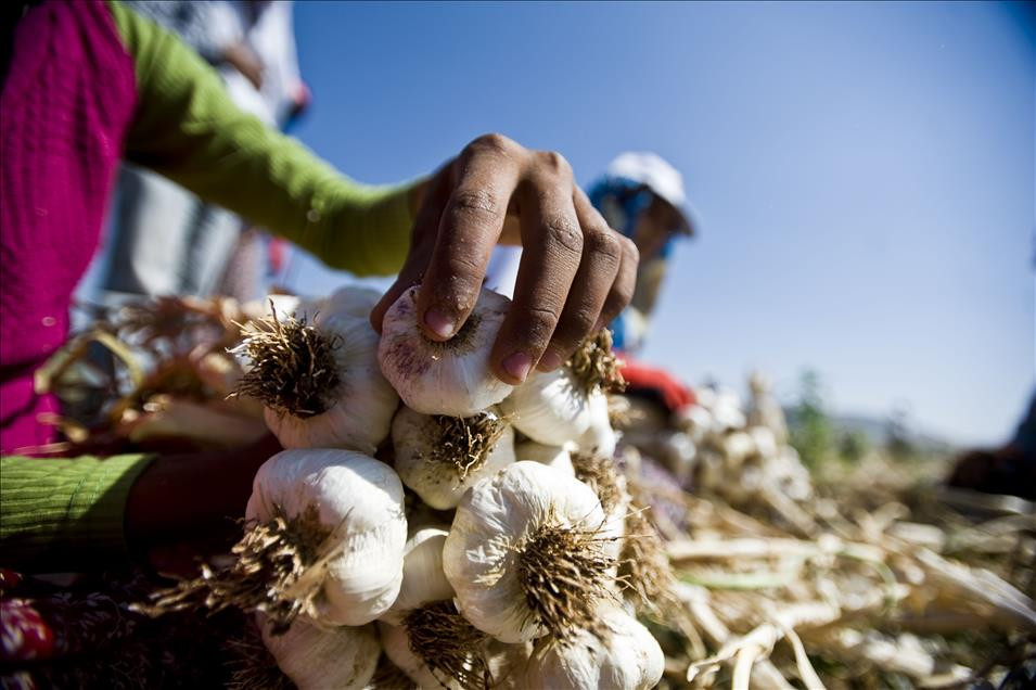 sarimsak-sivrisinekleri-kacirir-mi-efsane-mi-gercek-mi-yenicag-23-001.jpg