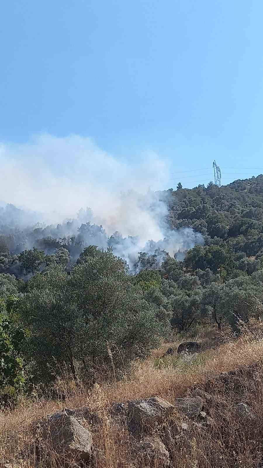 Aydın’da orman yangını (6 Temmuz 2025)
