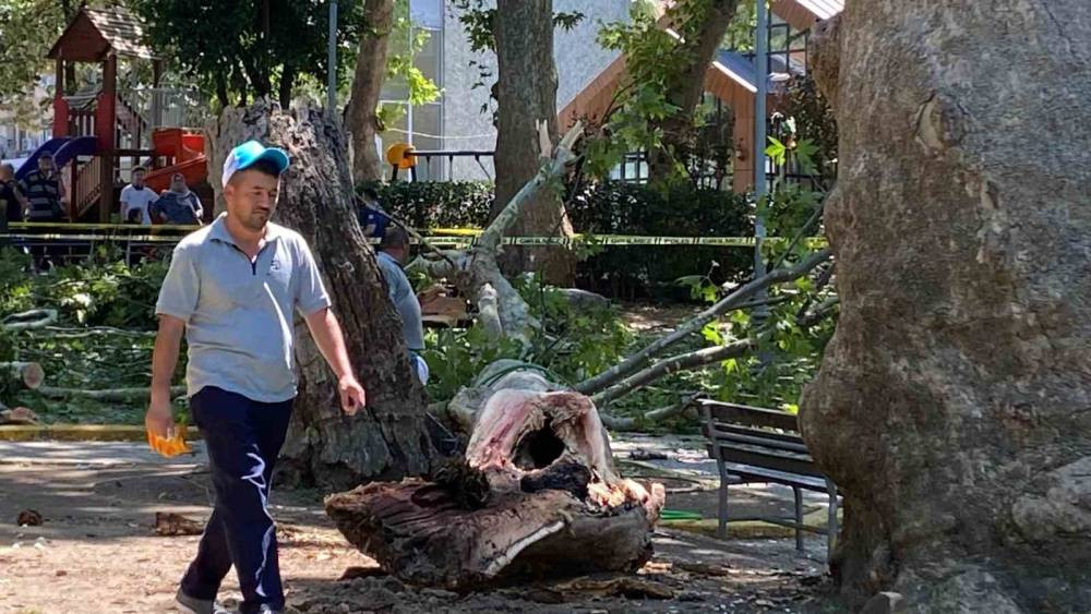 Çınar dalı vatandaşların üzerine düştü!  Yaralılar var