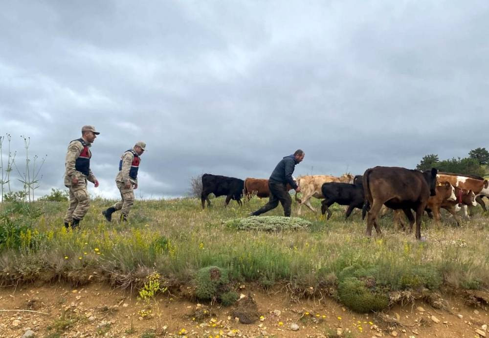 Refahiye’de hayvan krizi! Jandarma drone ile çözdü