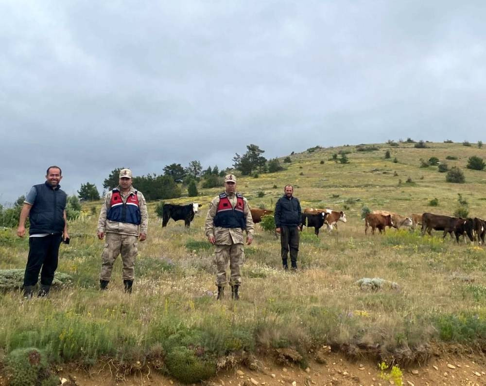 Refahiye’de hayvan krizi! Jandarma drone ile çözdü