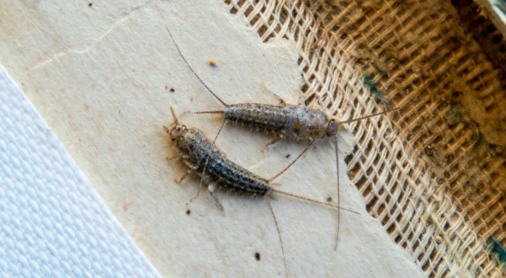 silverfish-cropped.webp