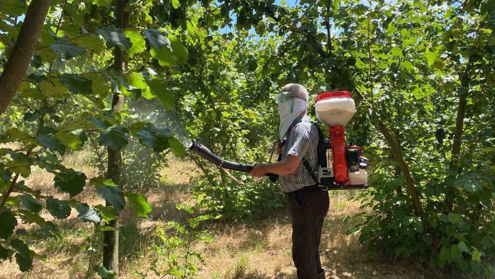 Kokarca ile mücadeleye kükürt ve samuray arı müdahalesi