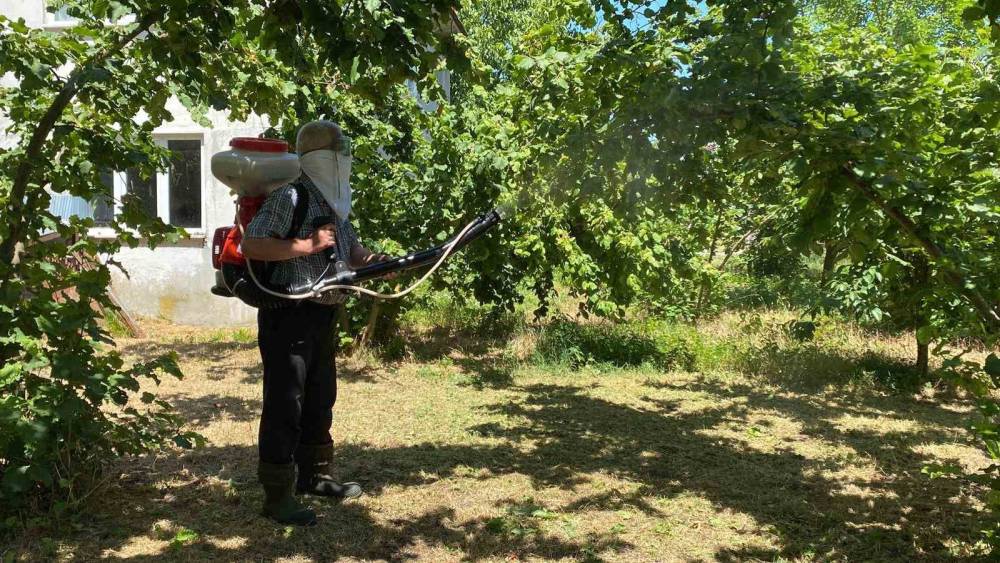 Kokarca ile mücadeleye kükürt ve samuray arı müdahalesi