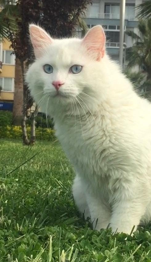 kayip-sagir-kedi-pars-eve-dondu-bu-kez-sevincten-agladi-10-bin-tl-odul-reddedildi-yenicag-9.jpg