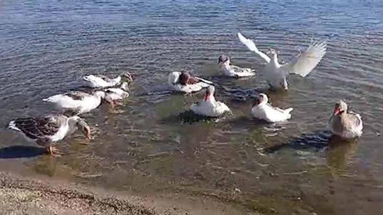 Bunu görmemiştik bu da oldu! Denizde yüzdükleri için şikayet edilen kazlar kümese kapatıldı