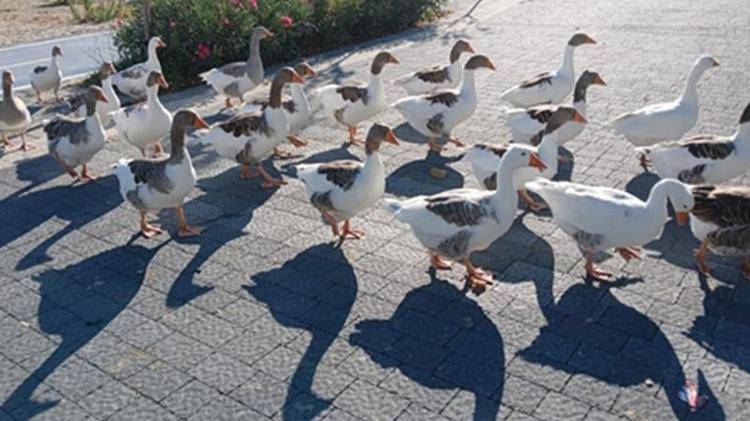 Bunu görmemiştik bu da oldu! Denizde yüzdükleri için şikayet edilen kazlar kümese kapatıldı