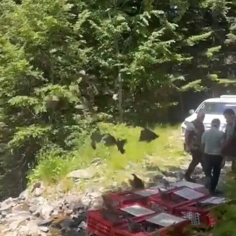 Kene ile mücadele timleri doğada