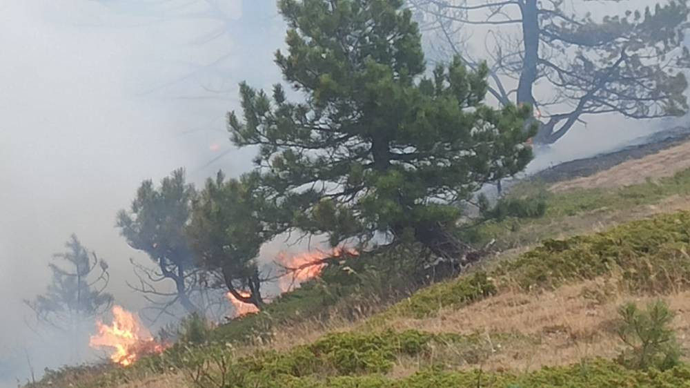 Çay ateşi ormanı yaktı! Konya'da yangın felaketi: 1 kişi gözaltına alındı