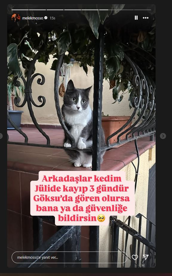 melek-mossoyu-yikan-haber-kedisi-julide-4-gundur-kayip-hayranlarindan-yardim-istedi-yenicag-3.jpg