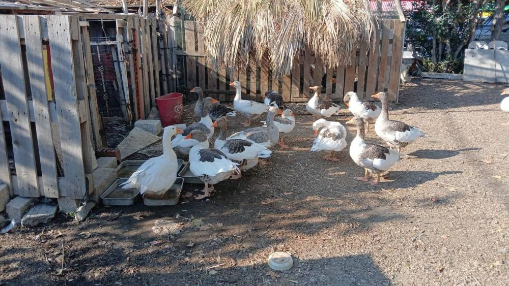 Kümese kapatılmışlardı! Türkiye'nin konuştuğu kazlarla ilgili yeni gelişme