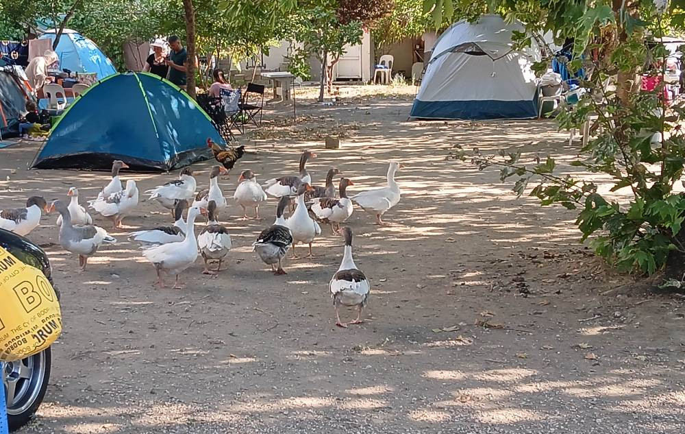 Kümese kapatılmışlardı! Türkiye'nin konuştuğu kazlarla ilgili yeni gelişme