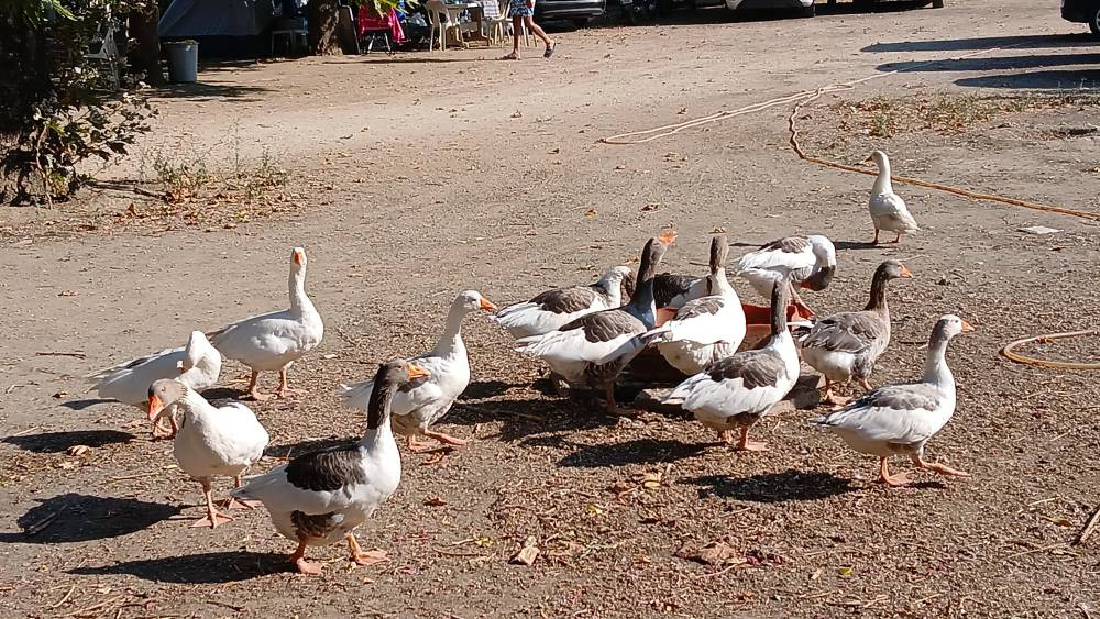 Kümese kapatılmışlardı! Türkiye'nin konuştuğu kazlarla ilgili yeni gelişme