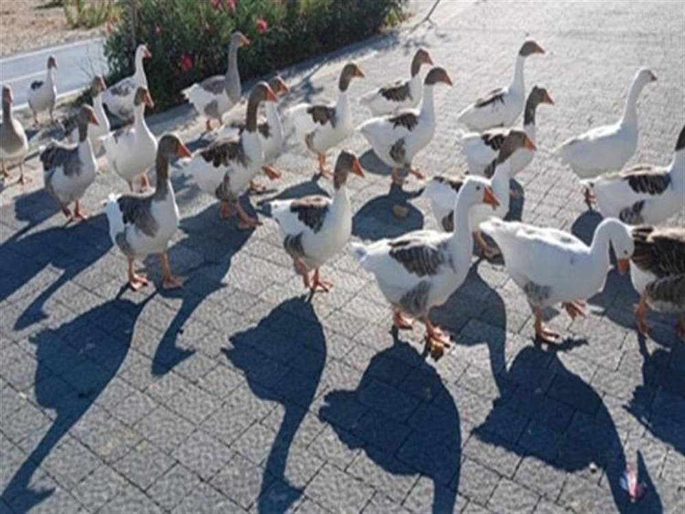 Kümese kapatılmışlardı! Türkiye'nin konuştuğu kazlarla ilgili yeni gelişme