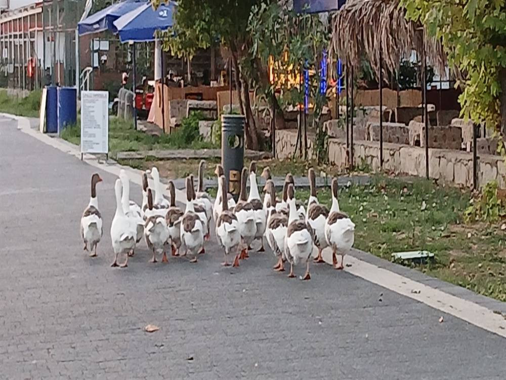 Kümese kapatılmışlardı! Türkiye'nin konuştuğu kazlarla ilgili yeni gelişme