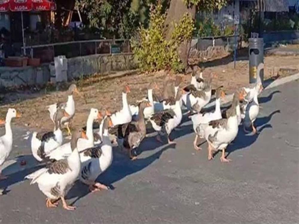 Kümese kapatılmışlardı! Türkiye'nin konuştuğu kazlarla ilgili yeni gelişme