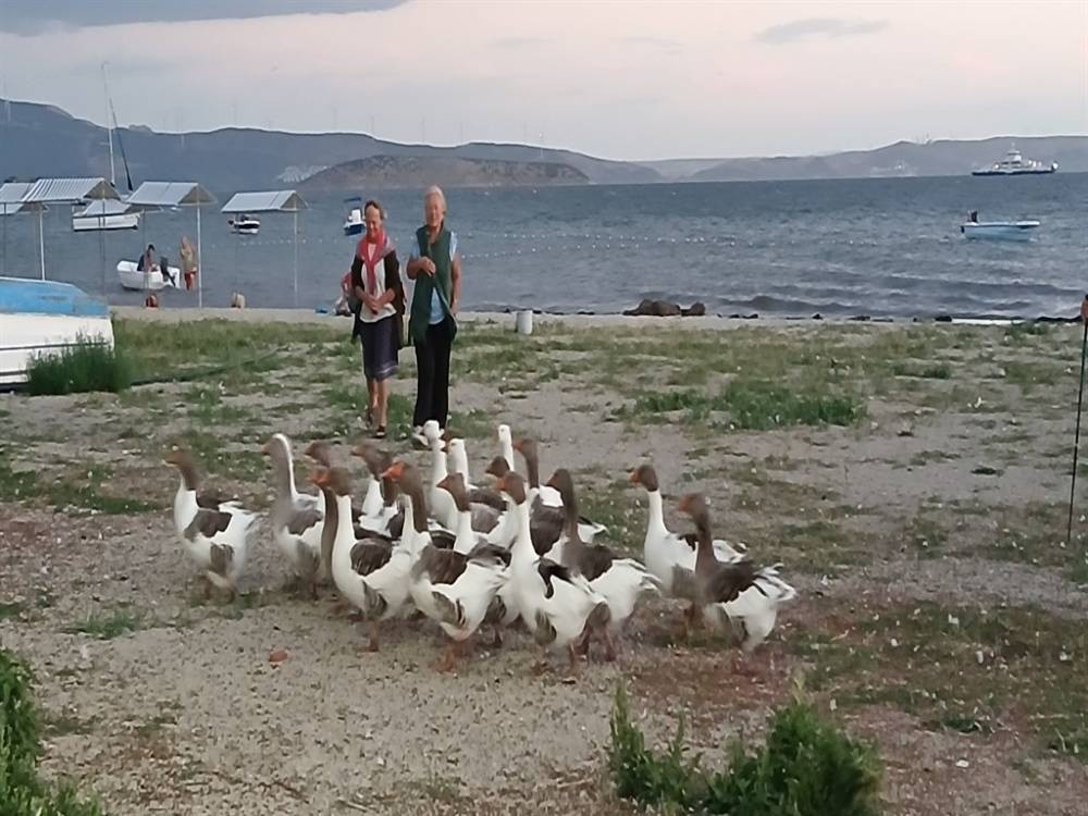 Kümese kapatılmışlardı! Türkiye'nin konuştuğu kazlarla ilgili yeni gelişme