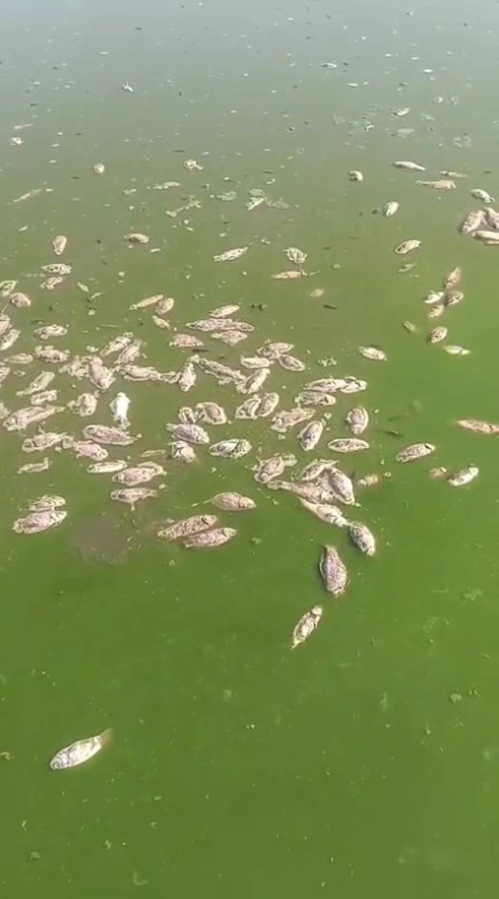 Şırnak'ta korkutan manzara! Gören hayrete düştü