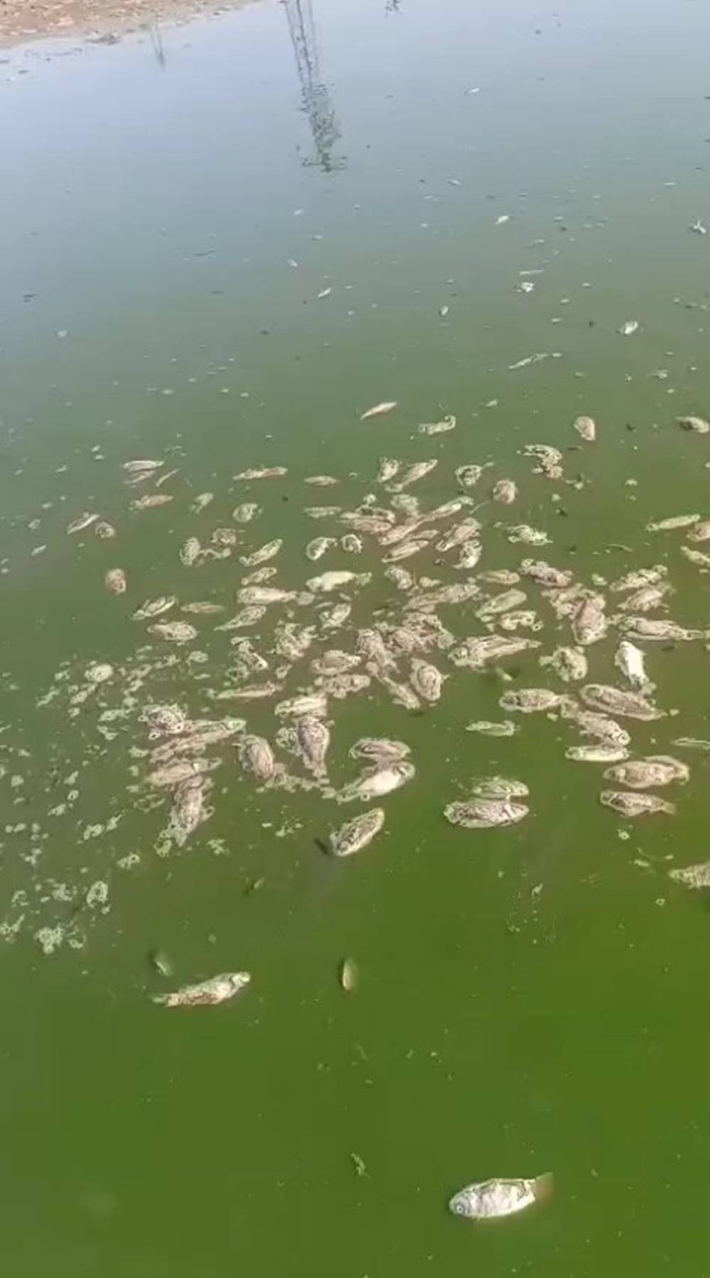 Şırnak'ta korkutan manzara! Gören hayrete düştü