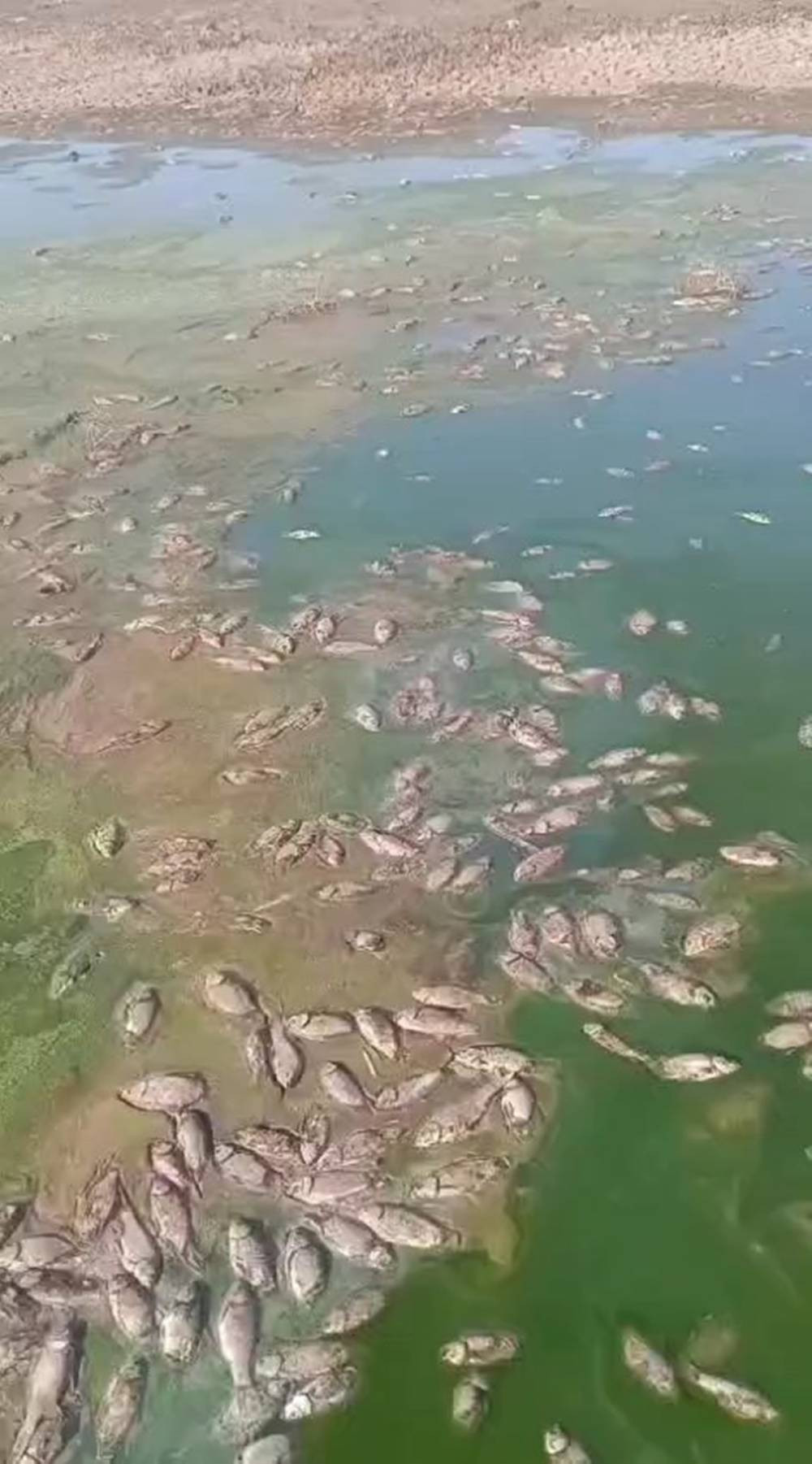 Şırnak'ta korkutan manzara! Gören hayrete düştü