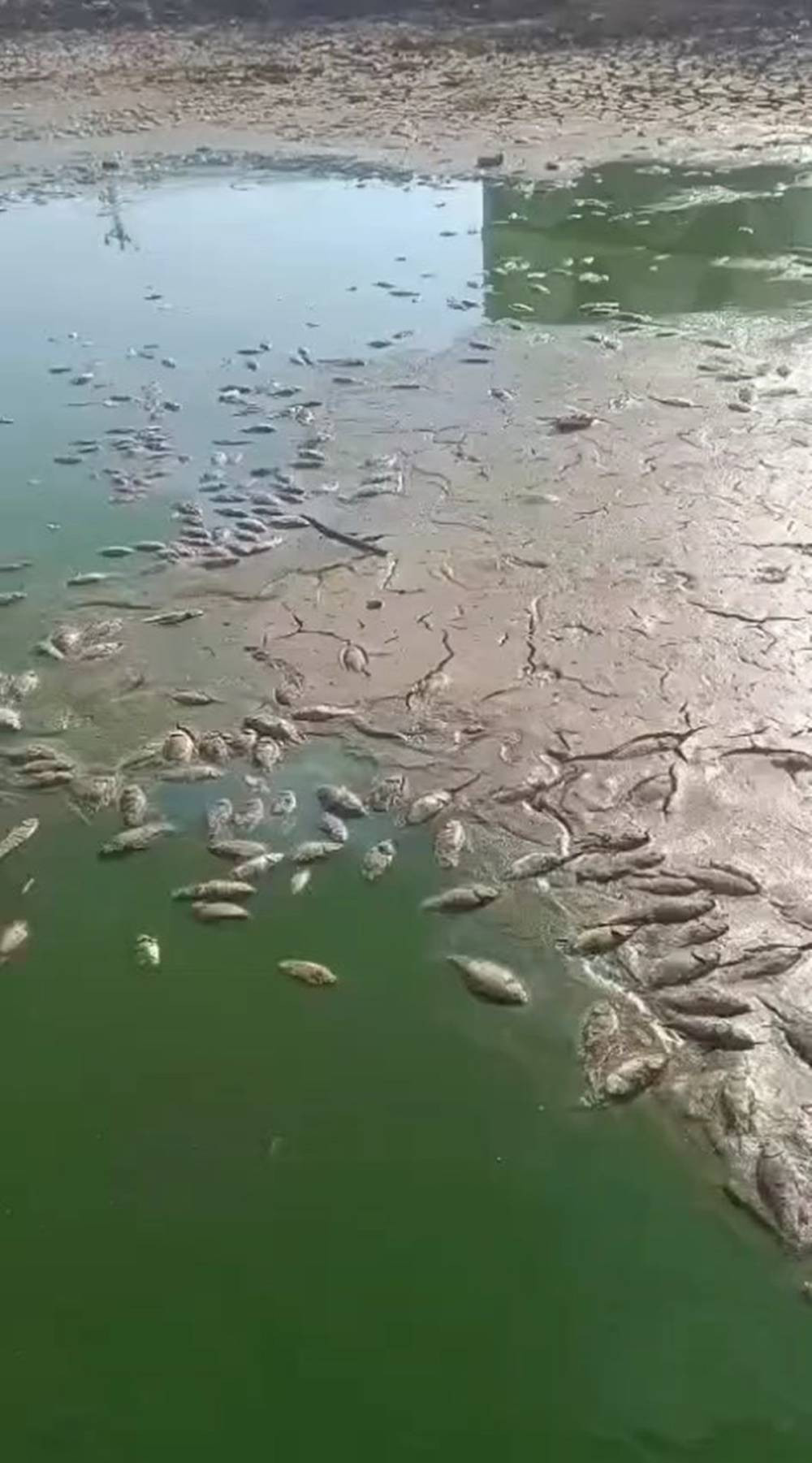 Şırnak'ta korkutan manzara! Gören hayrete düştü