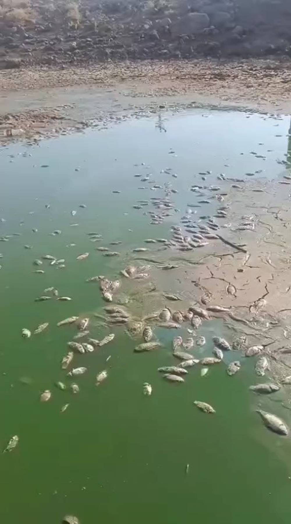 Şırnak'ta korkutan manzara! Gören hayrete düştü