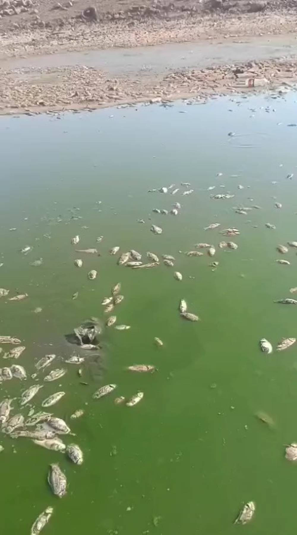 Şırnak'ta korkutan manzara! Gören hayrete düştü