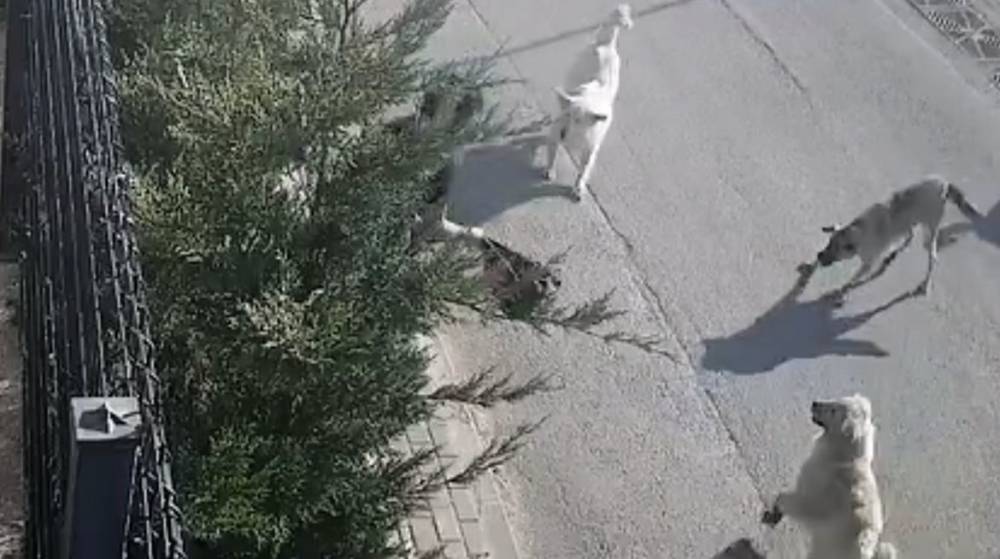 Güvenlik görevlisi kadının canını zor kurtardı! Sokak köpeği birden üstüne atladı