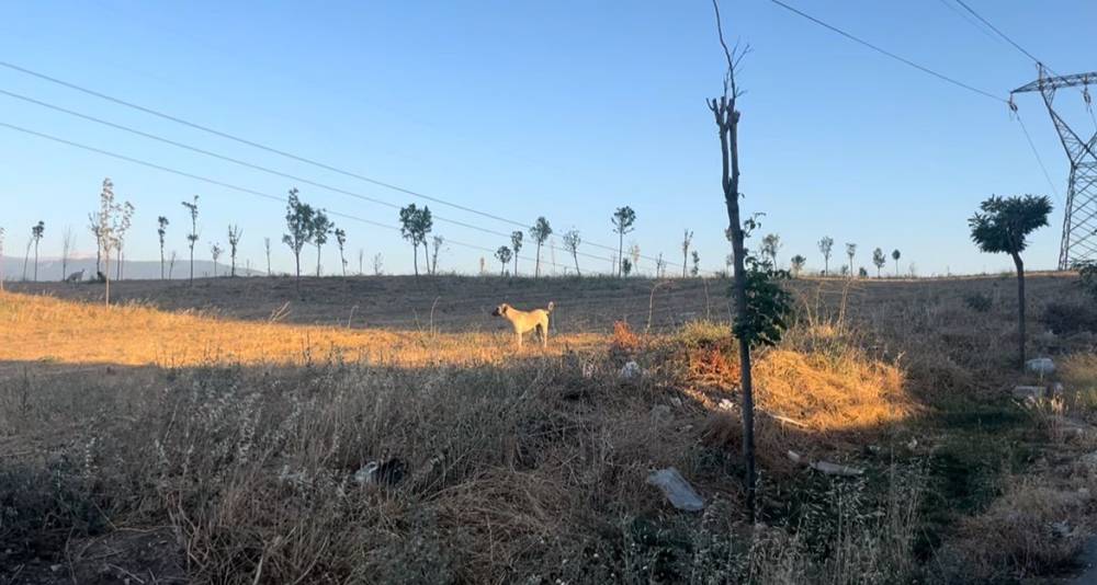 Güvenlik görevlisi kadının canını zor kurtardı! Sokak köpeği birden üstüne atladı