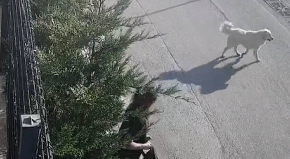 Güvenlik görevlisi kadının canını zor kurtardı! Sokak köpeği birden üstüne atladı
