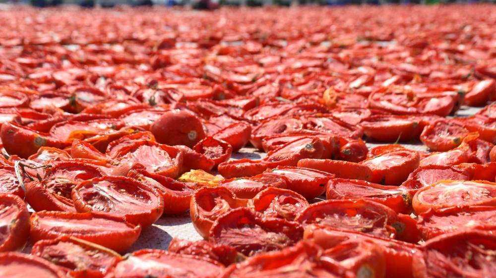 İzmir'de kuru domates mesaisi!