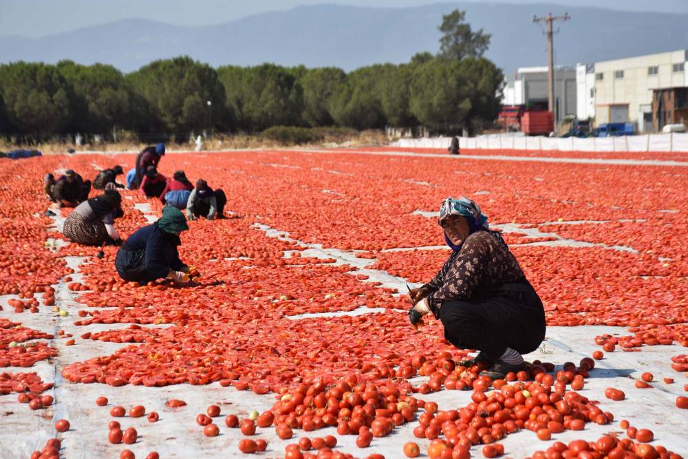 İzmir'de kuru domates mesaisi!