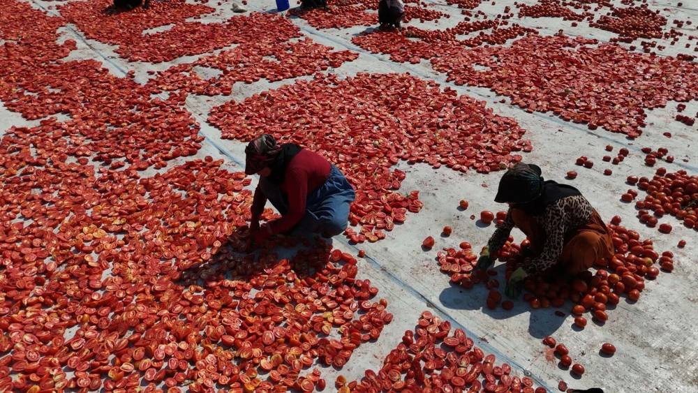 İzmir'de kuru domates mesaisi!