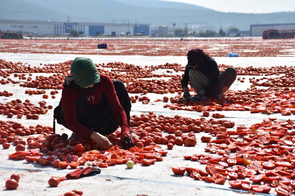 İzmir'de kuru domates mesaisi!