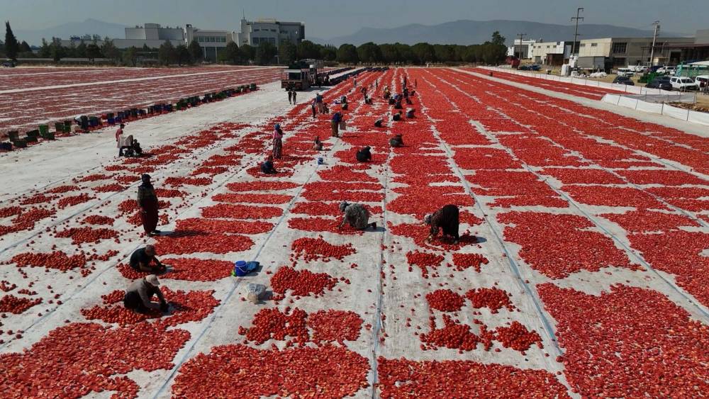İzmir'de kuru domates mesaisi!