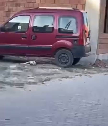 Yavru köpeğe sopalı şiddet yürekleri sızlatmıştı! Cani hakkında yasal işlem başlatıldı